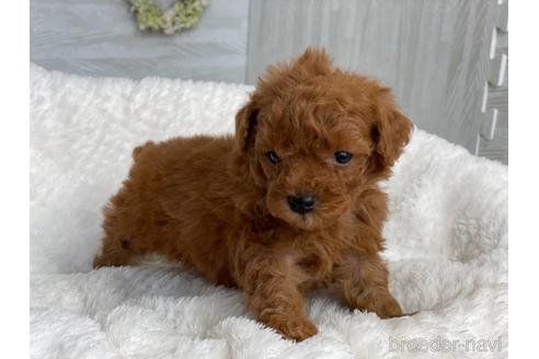 成約済の京都府のトイプードル-144738の6枚目