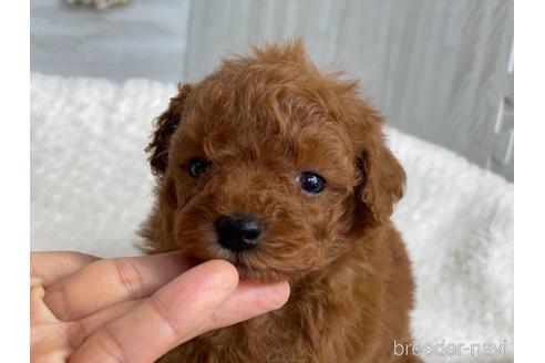 成約済の京都府のトイプードル-144738の1枚目