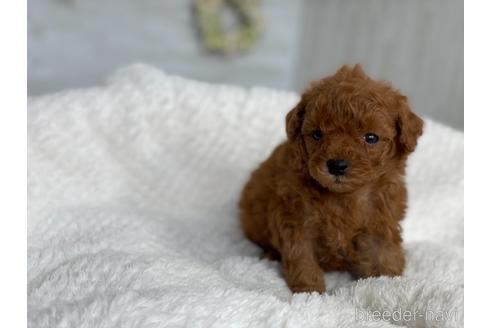 成約済の京都府のトイプードル-144738の2枚目