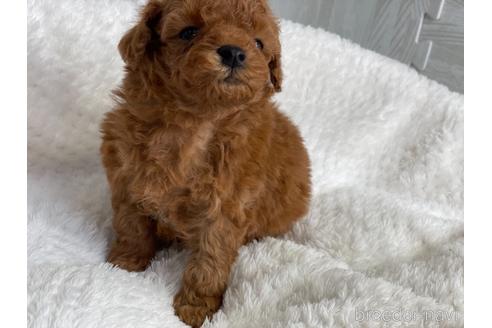 成約済の京都府のトイプードル-144738の4枚目