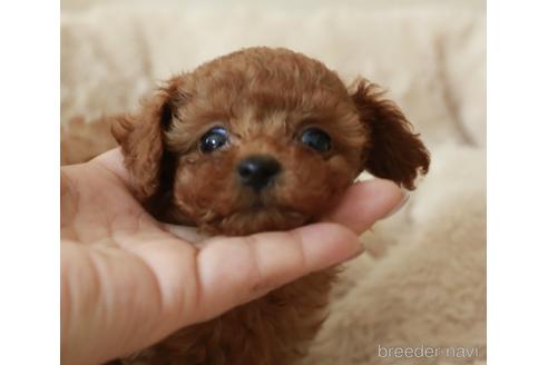 成約済の岡山県のティーカッププードル-144788の4枚目