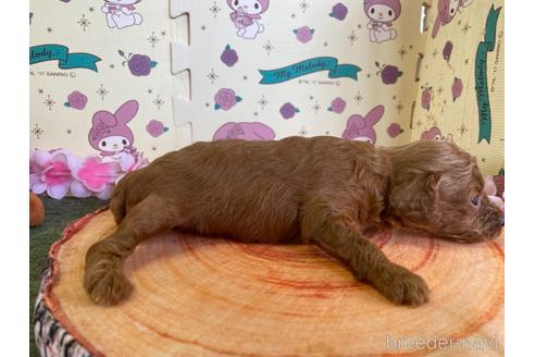 成約済の栃木県のトイプードル-144797の10枚目