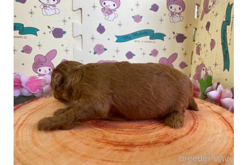 成約済の栃木県のトイプードル-144797の11枚目