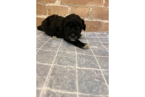 成約済の神奈川県のミックス犬-144817の1枚目