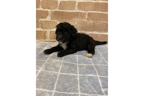 成約済の神奈川県のミックス犬-144819の2枚目
