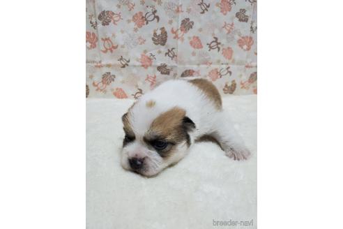 成約済の岩手県のミックス犬-144862の6枚目