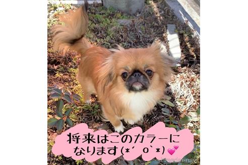 成約済の福島県のミックス犬-144475の6枚目