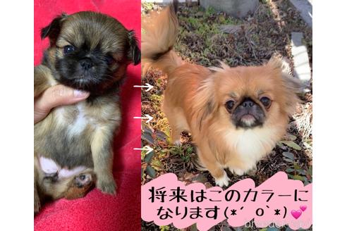 成約済の福島県のミックス犬-144475の5枚目