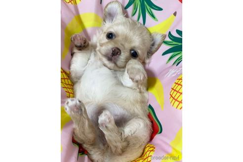 成約済の埼玉県のチワワ(ロングコート)-144168の21枚目