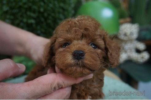 成約済の京都府のタイニープードル-144083の1枚目