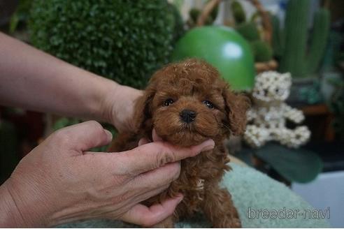 成約済の京都府のタイニープードル-144083の2枚目