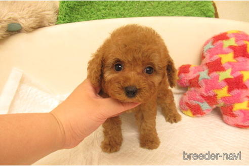 子犬