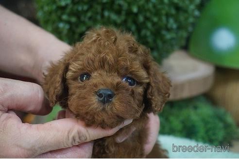 成約済の京都府のタイニープードル-144093の1枚目