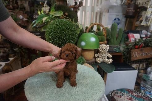 成約済の京都府のタイニープードル-144093の3枚目