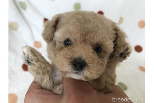 成約済の岐阜県のタイニープードル-144247の1枚目