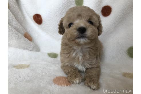 成約済の岐阜県のタイニープードル-144247の4枚目