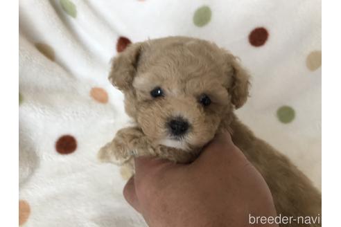 成約済の岐阜県のタイニープードル-144247の3枚目