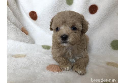 成約済の岐阜県のタイニープードル-144247の2枚目