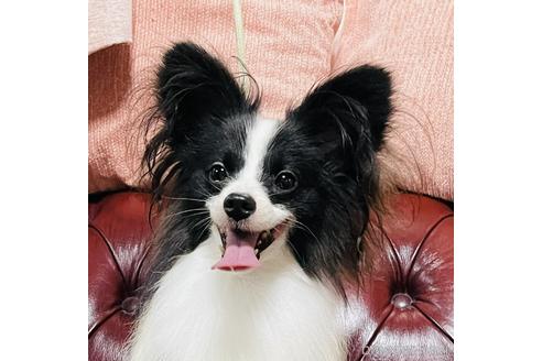 成約済の三重県のパピヨン-144982の4枚目