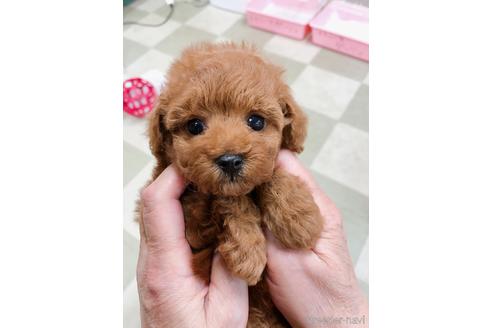 成約済の愛知県のトイプードル-144993の1枚目