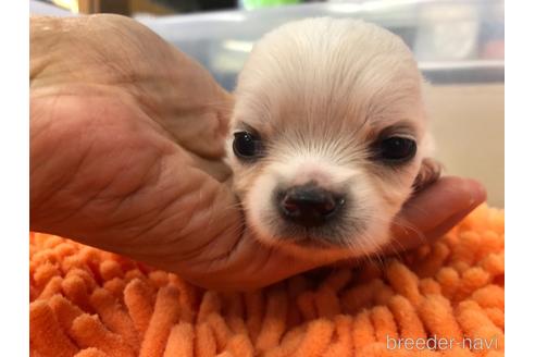 成約済の愛知県のチワワ(ロングコート)-142798の18枚目