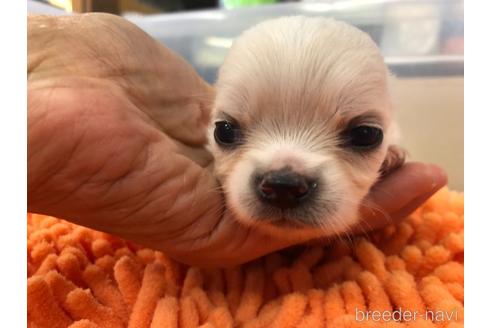 成約済の愛知県のチワワ(ロングコート)-142798の14枚目