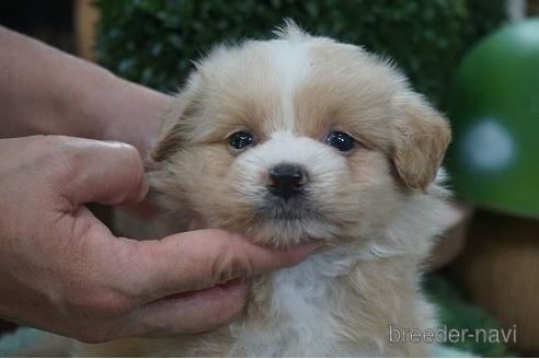 成約済の京都府のポメプー:ポメラニアン×トイプードル-145014の1枚目