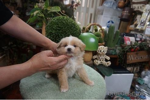 成約済の京都府のポメプー:ポメラニアン×トイプードル-145014の3枚目