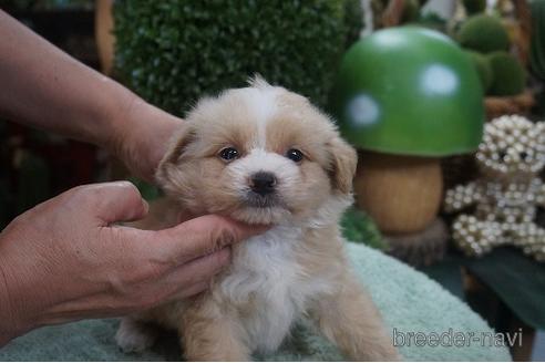 成約済の京都府のポメプー:ポメラニアン×トイプードル-145014の2枚目