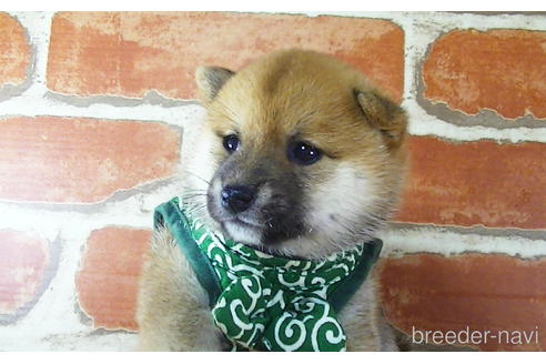 成約済の福岡県の豆柴-145015の12枚目