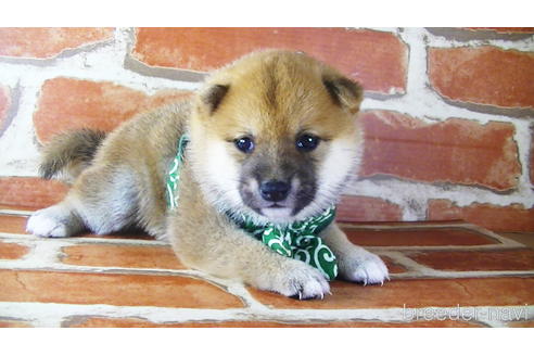 成約済の福岡県の豆柴-145015の11枚目