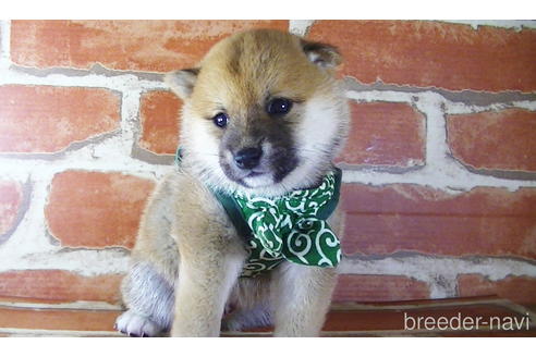 成約済の福岡県の豆柴-145015の10枚目