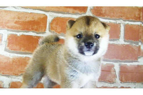 成約済の福岡県の豆柴-145015の9枚目