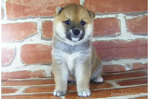 成約済の福岡県の豆柴-145015の8枚目