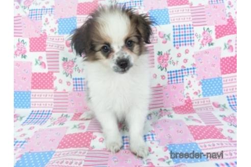 成約済の千葉県のパピヨン-144599の1枚目