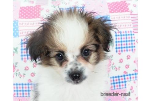 成約済の千葉県のパピヨン-144599の4枚目