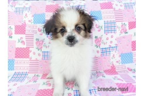 成約済の千葉県のパピヨン-144599の3枚目