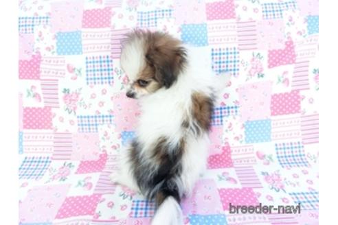 成約済の千葉県のパピヨン-144599の2枚目