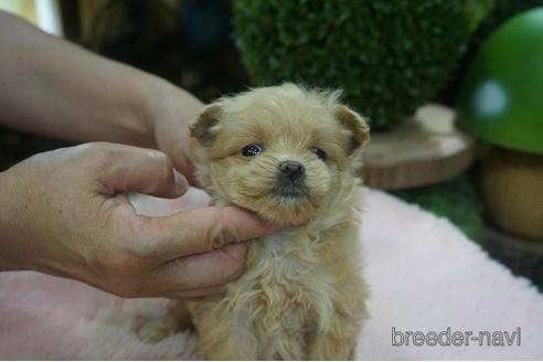 成約済の京都府のポメプー:ポメラニアン×トイプードル-145025の2枚目