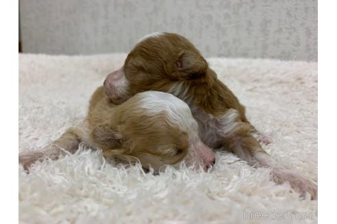 成約済の茨城県のミックス犬-144884の17枚目