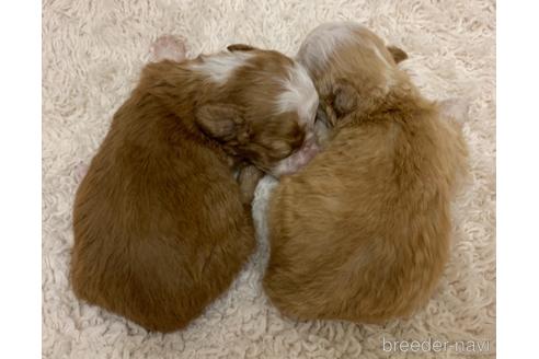 成約済の茨城県のミックス犬-144884の15枚目