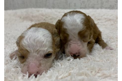 成約済の茨城県のミックス犬-144884の14枚目