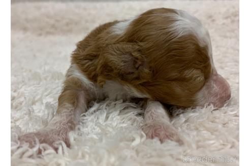 成約済の茨城県のミックス犬-144884の13枚目