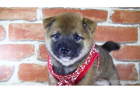 成約済の福岡県の豆柴-145065の5枚目