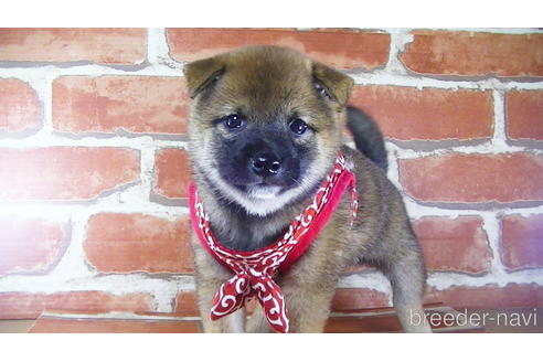 成約済の福岡県の豆柴-145065の4枚目