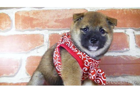 成約済の福岡県の豆柴-145065の3枚目