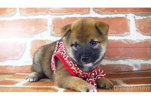 成約済の福岡県の豆柴-145065の2枚目