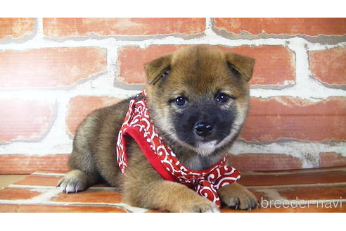 成約済の福岡県の豆柴-145065の1枚目