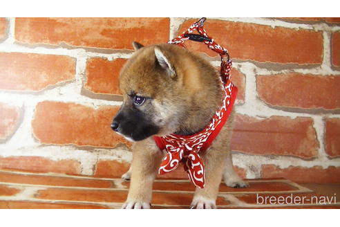 成約済の福岡県の豆柴-145067の4枚目