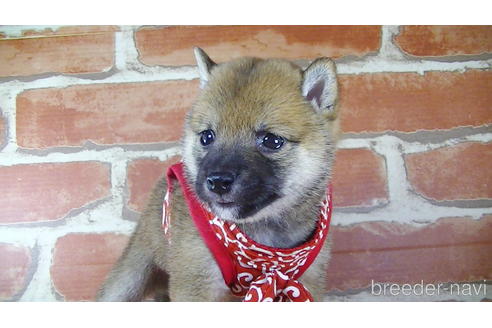 成約済の福岡県の豆柴-145067の3枚目